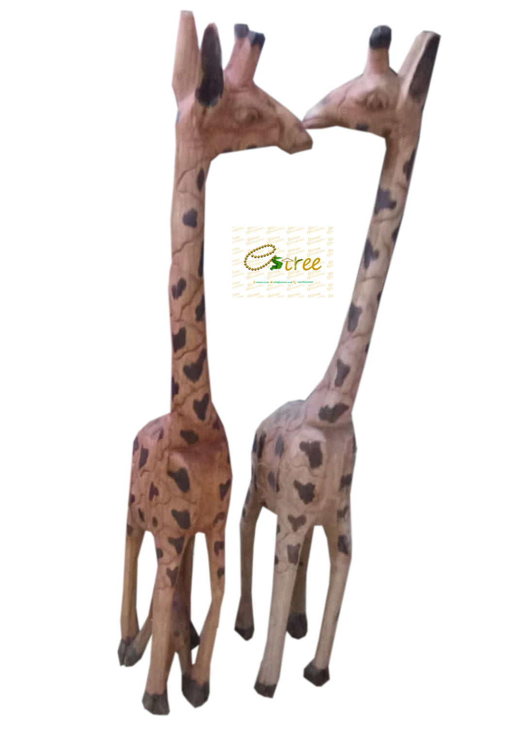 African Girrafe